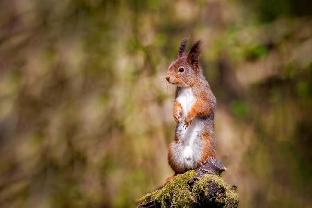 Curious Squirrel From Norwegian woods