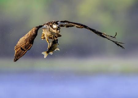 The osprey with its prey