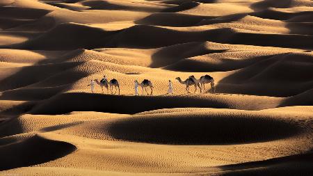 Life in the desert